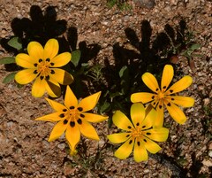 Gazania lichtensteinii