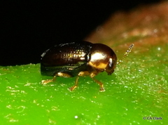 Diachus auratus