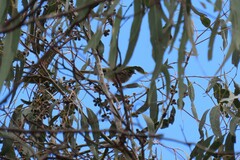 Caligavis chrysops