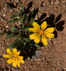 Gazania lichtensteinii