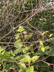 Papilionoidea