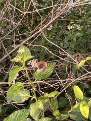 Papilionoidea