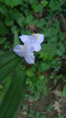 Tradescantia subaspera