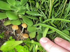 Psilocybe allenii