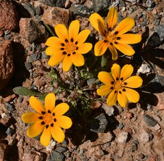 Gazania lichtensteinii