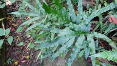 Leptochilus ellipticus