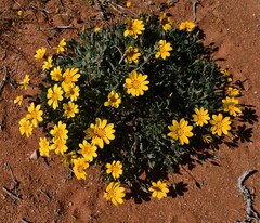 Gazania lichtensteinii