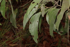 Acacia flavescens