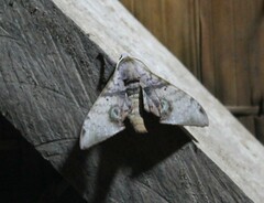 Daphnusa
