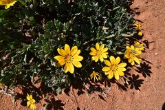 Gazania lichtensteinii