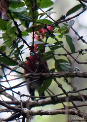 Himatione sanguinea