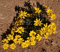 Gazania lichtensteinii