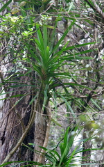Freycinetia arborea