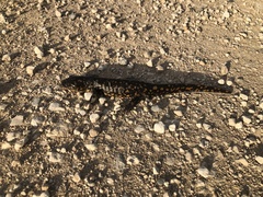 Ambystoma tigrinum