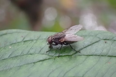 Muscidae