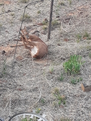 Raphicerus campestris campestris