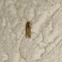 Chrysoteuchia culmella