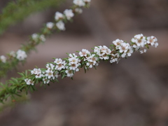 Taxandria parviceps
