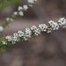 Taxandria parviceps - Photo (c) Keith Morris,  זכויות יוצרים חלקיות (CC BY-NC), הועלה על ידי Keith Morris