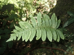 Polypodium cambricum