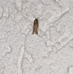 Chrysoteuchia culmella