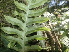 Polypodium cambricum