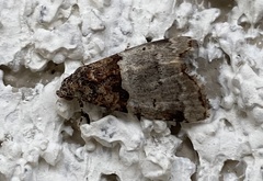Cobubatha dividua
