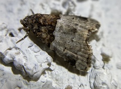 Cobubatha dividua