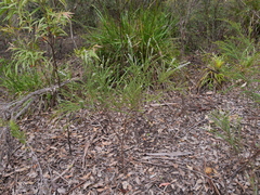 Taxandria parviceps