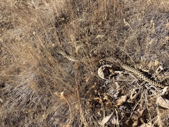 Pituophis catenifer deserticola