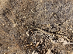 Pituophis catenifer deserticola