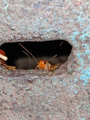 Shelfordella lateralis