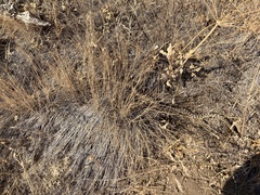 Pituophis catenifer deserticola