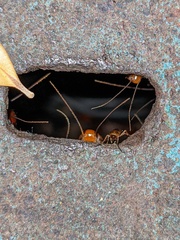 Shelfordella lateralis