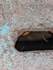 Shelfordella lateralis