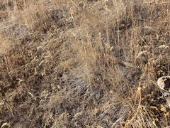 Pituophis catenifer deserticola
