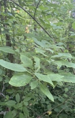 Oemleria cerasiformis