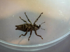 Poropterus ellipticus