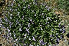 Jamesbrittenia fruticosa