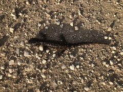 Ambystoma tigrinum