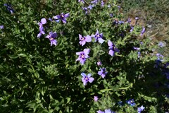 Jamesbrittenia fruticosa