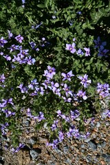 Jamesbrittenia fruticosa