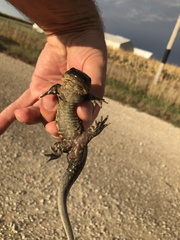 Ambystoma tigrinum