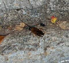 Shelfordella lateralis