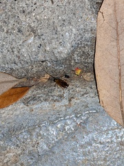 Shelfordella lateralis