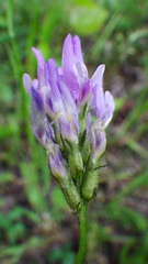 Astragalus agrestis