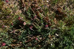 Lessertia spinescens