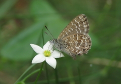 Theclinesthes sulpitius