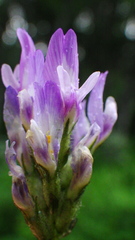 Astragalus agrestis