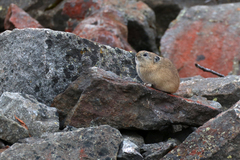 Ochotona hyperborea